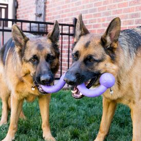 KONG Ogee Stick - Safe Fetch Toy for Dogs -  Floats in Water - Large image 2