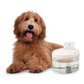 All Fur You Auto Sensor Water Fountain USB | Smart Pet Hydration image 2