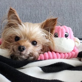 Zippy Paws Spencer the Crinkle Monkey Long Leg Plush Dog Toy image 2
