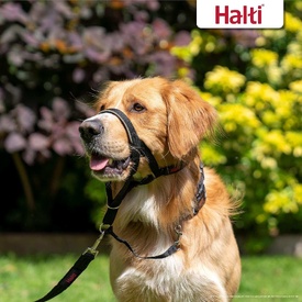 HALTI Headcollar – Gentle Control Halter for Dogs That Pull image 2