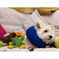 KONG Cloud Soft Elizabethan Cat and Dog Protective Medical Collar  image 2