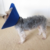KONG EZ Soft Elizabethan Medical Collar for Cats & Small Dogs image 2