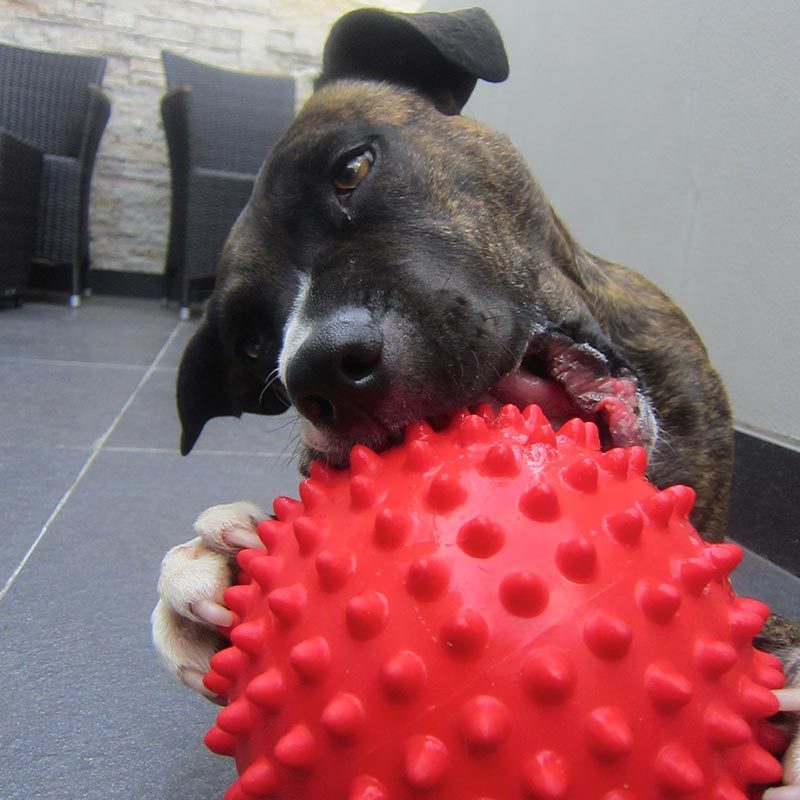 Aussie Dog Mitch Tough Rubber Dog Ball - Hard Red image 3