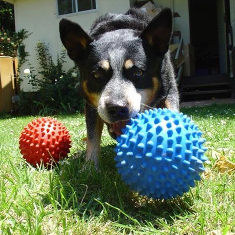 aussie dog ball