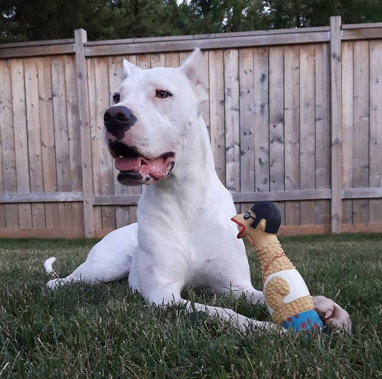 Charming Pet Squawkers Squeaky Latex Dog Toy