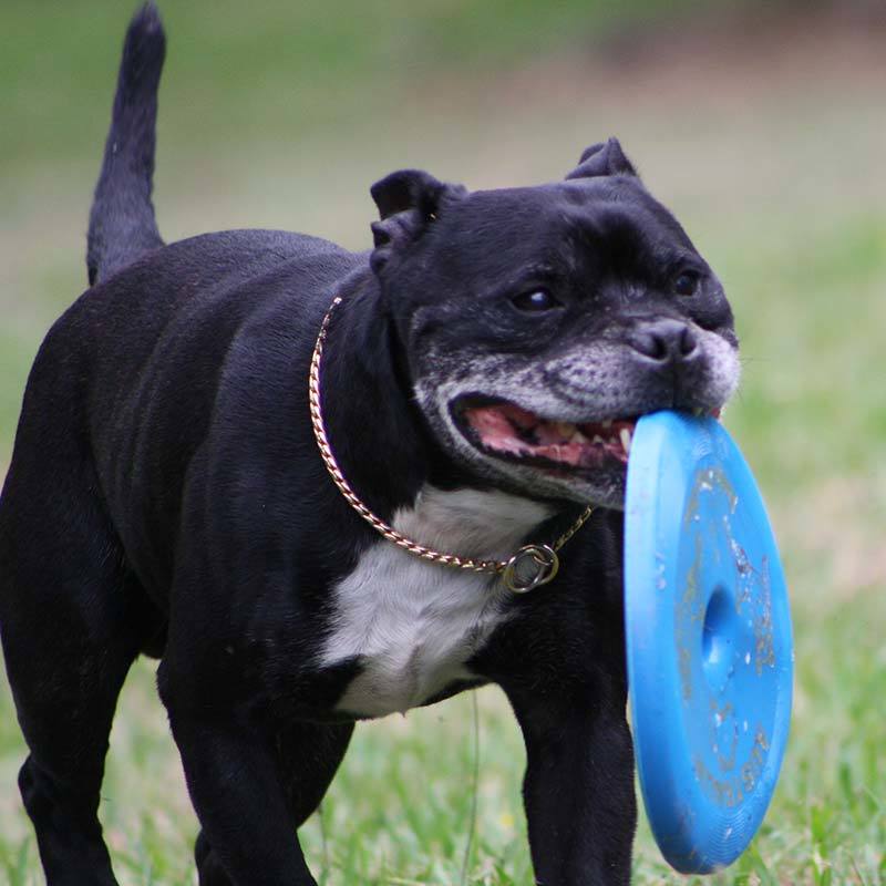 Aussie Dog Flying Disc Fetch Dog Toy - Blue Soft Frisbee image 3