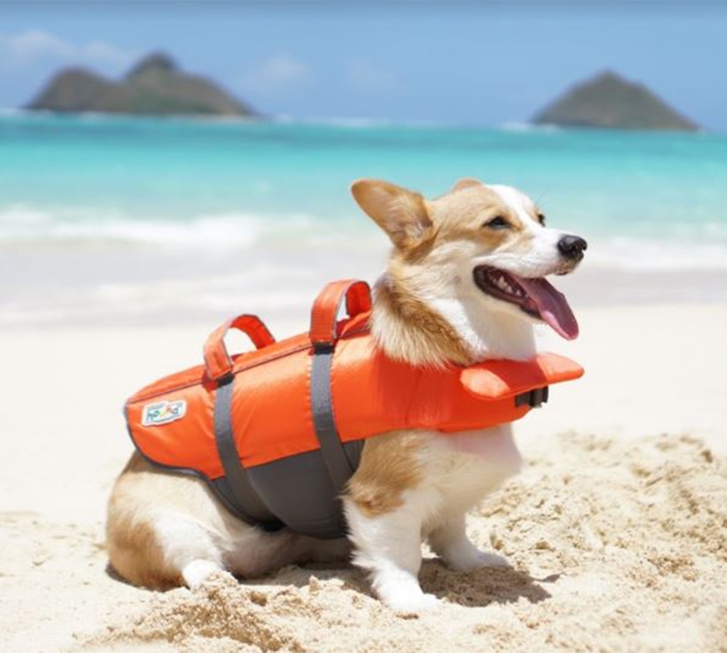 corgi life jacket