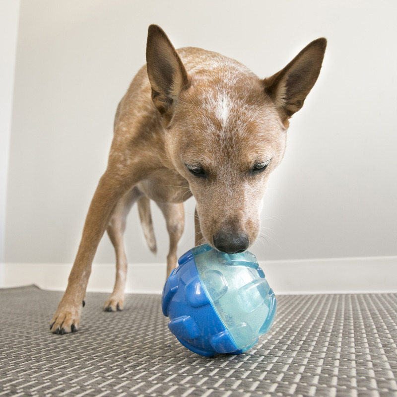 KONG Rewards Ball Interactive Treat Dispening Dog Toy - Bulk Pack of 4 image 3