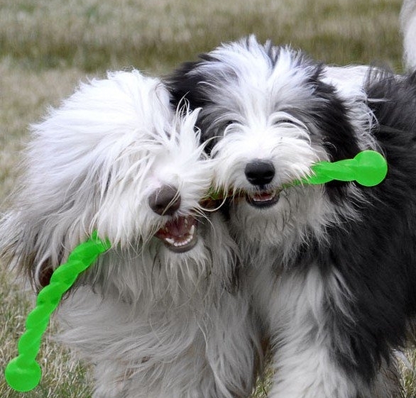 3 x KONG Safestix Stick Alternative Fetch Stick Dog Toy - Medium image 3