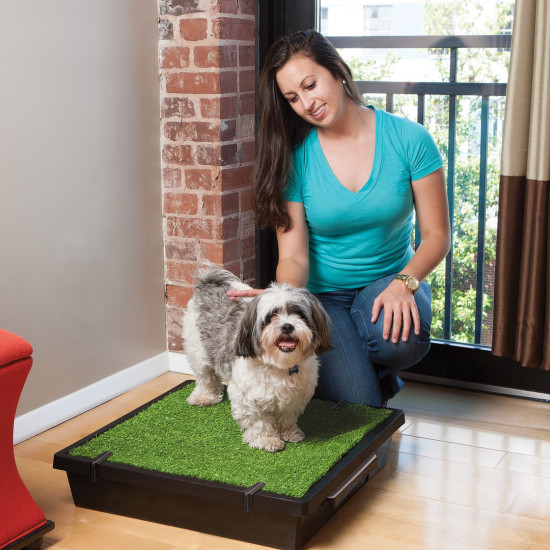 The Original Pet Loo Indoor or Outdoor for Dog Small