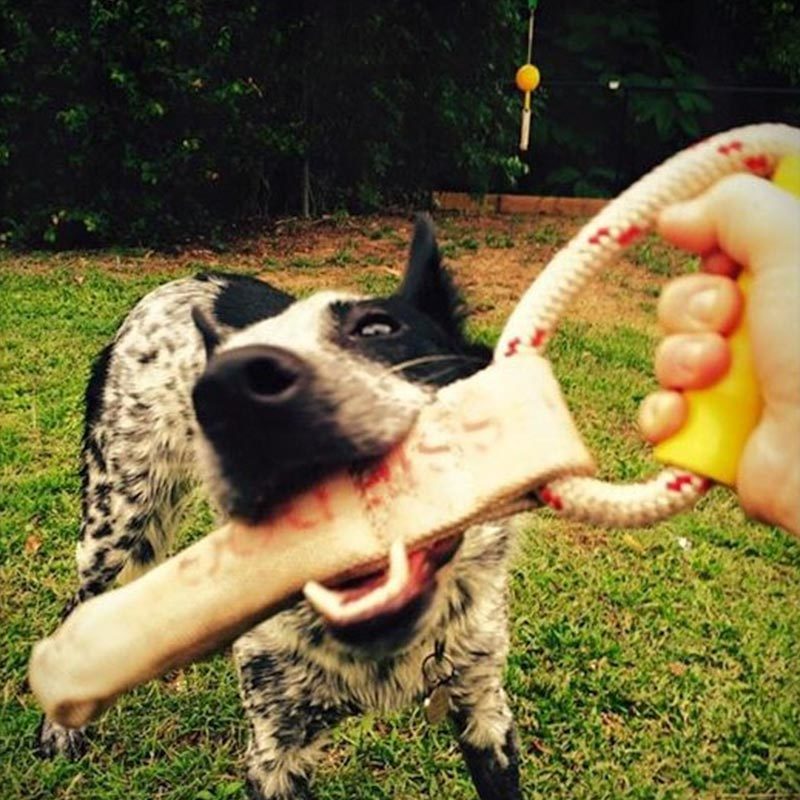 Aussie Dog Tugathong Tough Tug Dog Toy for Large Dogs over 30kg image 3