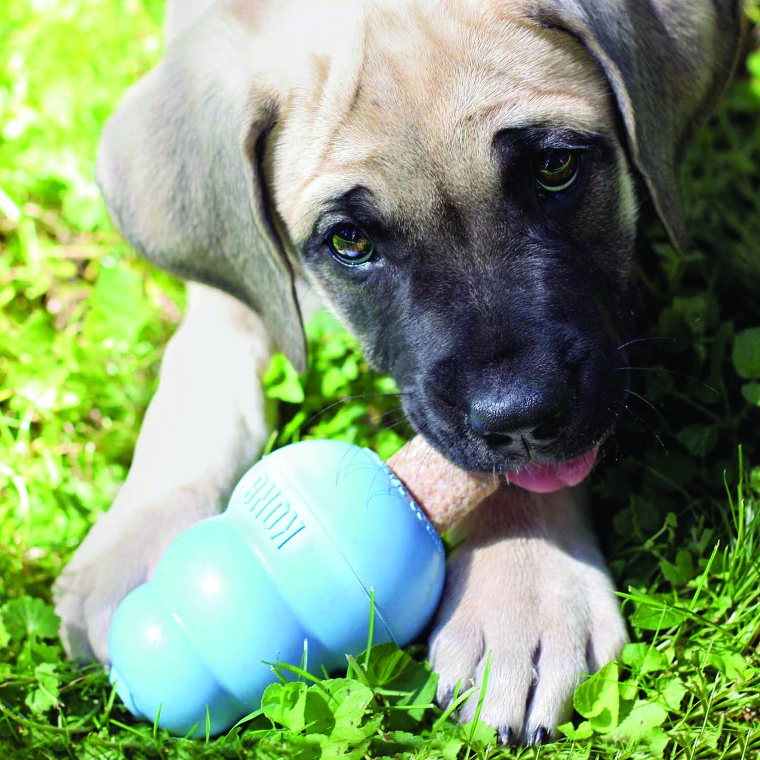 KONG Stuff'N Ziggies Puppy Recipe Breath Freshening Dog Treats - Made in USA - Large - 4 Unit/s image 3