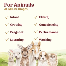 Di-Vetelact Advanced Nutritional Supplement & Milk Replacer for Newborn to Senior Pets image 3