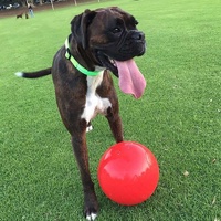 Aussie Dog Enduro Ball Non-Toxic Hard Plastic Tough Dog Toy - Large image 3
