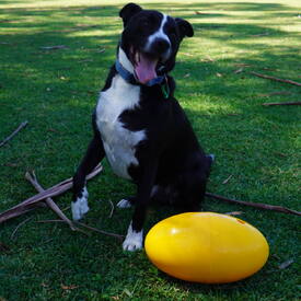 Aussie Dog Footy Feeder Treat Dispensing Dog Toy image 3