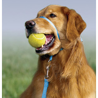 Black Dog Training Head Halter with Chin Clip image 3