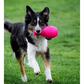 Kong genius dog toys hotsell