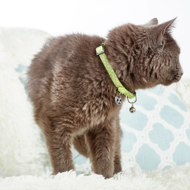 Max & Molly Smart ID Cat Collar - Kiwi image 3