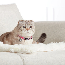 Max & Molly Smart ID Cat Collar - Strawberry Dream image 3