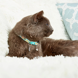 Max & Molly Smart ID Cat Collar - Sweet Pineapple image 3
