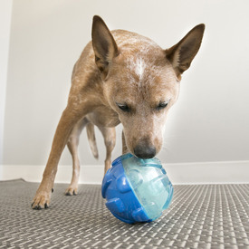 KONG Rewards Ball Interactive Treat Dispening Dog Toy - Bulk Pack of 4 image 3