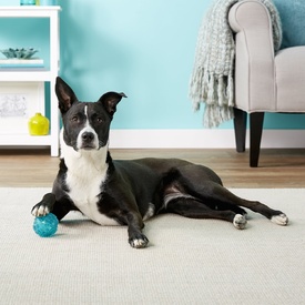 Zippy Paws ZippyTuff Textured Rubber Squeaker Ball Dog Toy image 2