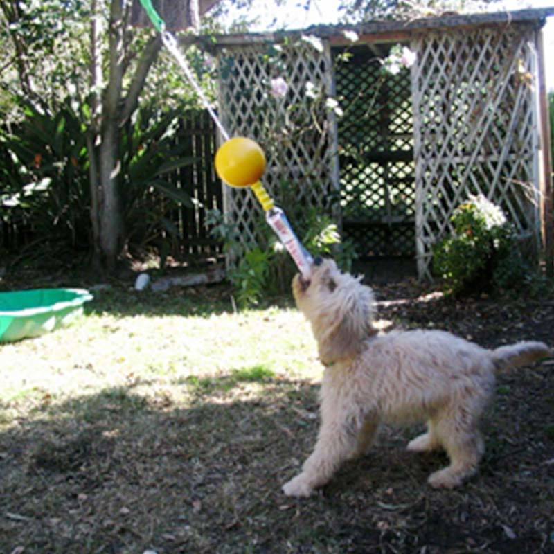 Aussie Dog Home Alone Hanging Treat Dispensing Dog Toy - Small image 4