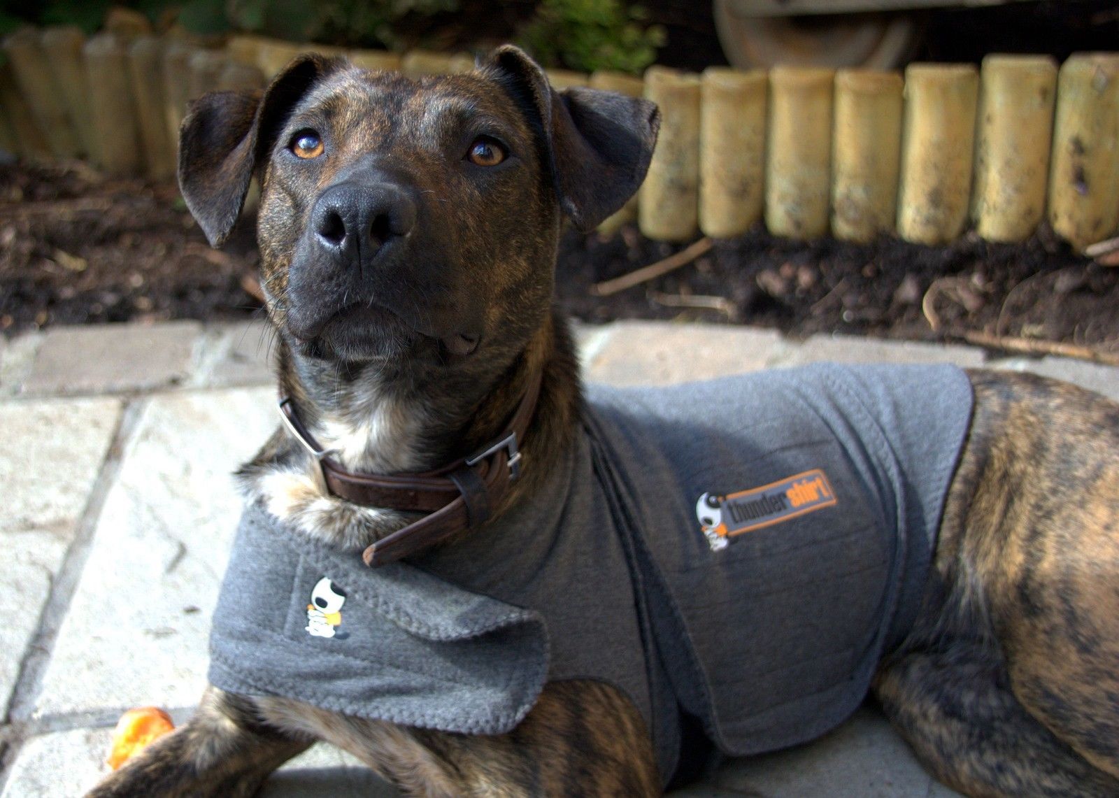 Thundershirt AntiAnxiety vest for DogsMedium