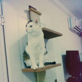 SmartCat Multi-Level Over-the-door Cat Climber Scratch Tower image 4