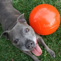 Aussie Dog Staffie Ball - Extra Tough Large Rattle Dog Toy image 4