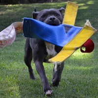 Aussie Dog Heavy Duty Chook Fetch Dog Toy image 4