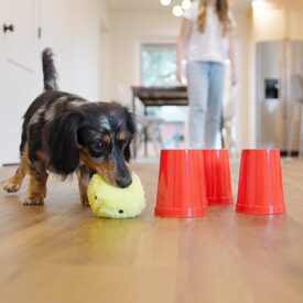 West Paw The Dog's Best Friend Interactive Board Game image 4