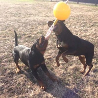 Aussie Dog Home Alone Hanging Treat Dispensing Dog Toy - Extra Large image 4