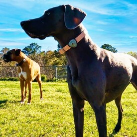 Max & Molly Soundshield Ultrasonic Protection for Ticks & Fleas - Black or Orange image 4