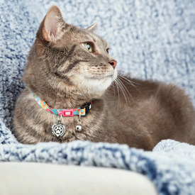 Max & Molly Smart ID Cat Collar - Donuts image 4