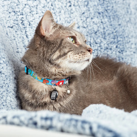 Max & Molly Smart ID Cat Collar - Little Monsters image 4