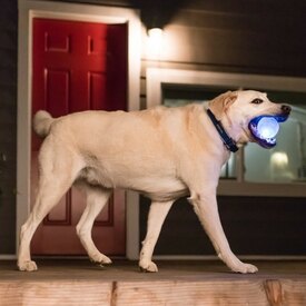 Planet Dog Orbee-Tuff Flashing Strobe Ball Dog Toy - Glow in the Dark image 4