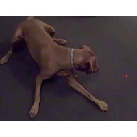 frolicat bolt laser pet toy