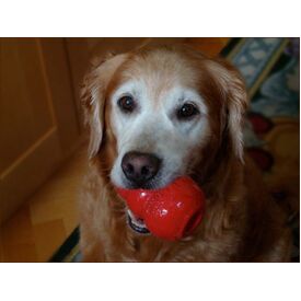 4 x KONG Classic Red Stuffable Non-Toxic Fetch Interactive Dog Toy - Medium image 4