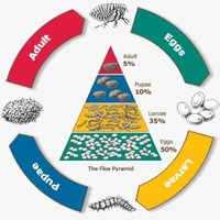 Frontline Plus Flea & Tick Protection for Dogs - 6 Pack image 4