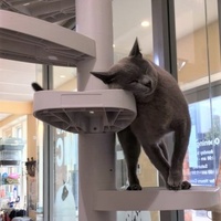 Monkee Tree - The Scalable Cat Climbing Ladder 18 Trunk Starter Pack image 4