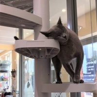 cat ladder australia