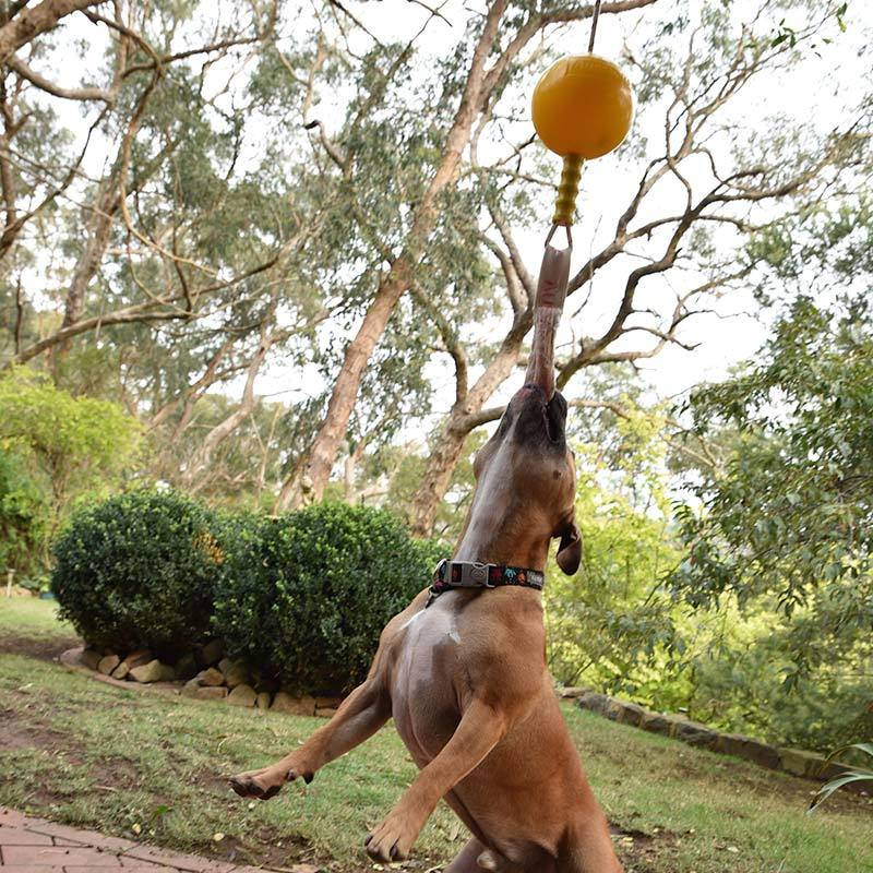 Aussie Dog Home Alone Hanging Treat Dispensing Dog Toy - Medium image 5