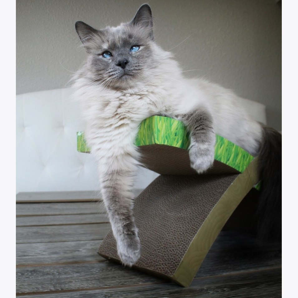 Petstages Easy Life Hammock Cardboard Cat Scratcher & Bed image 5