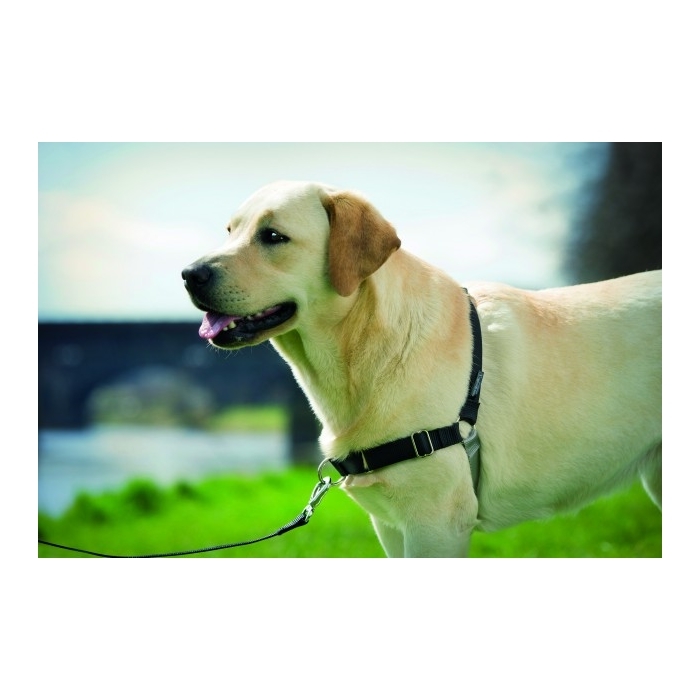 Petsafe Easy Walk Front-Attachment Harness and Lead Set image 5