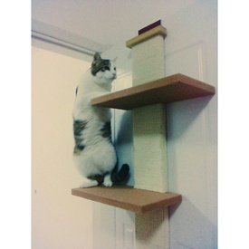 Smartcat cat climber cheap