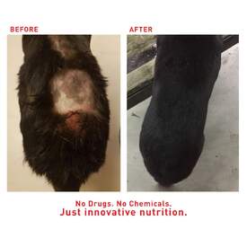 Augustine Approved Faith's Cleanse & Detox Supplement Powder for Dogs image 5