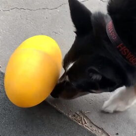 Aussie Dog Footy Feeder Treat Dispensing Dog Toy image 5