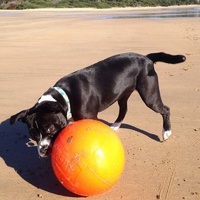 Aussie Dog Staffie Ball - Extra Tough Large Rattle Dog Toy image 5