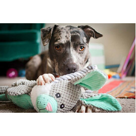 Charming Pet Scrunch Bunch & Squeak Dog Toy - Bunny image 5